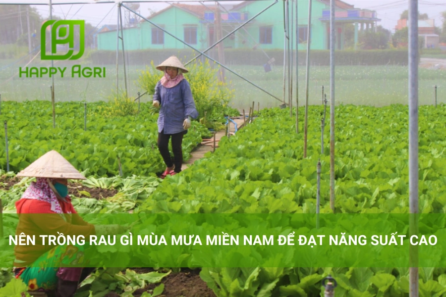 Nên Trồng Rau Gì Mùa Mưa Miền Nam Để Đạt Năng Suất Cao