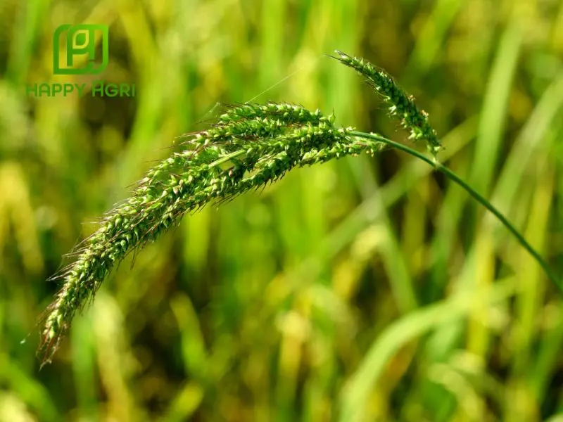 các loại cỏ dại thường gặp trên ruộng lúa