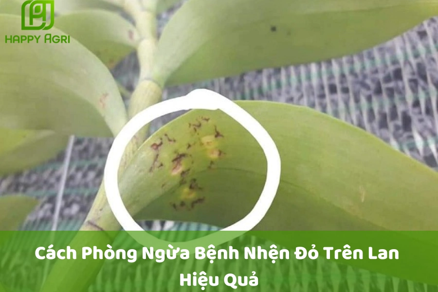 Cách Phòng Ngừa Bệnh Nhện Đỏ Trên Lan Hiệu Quả