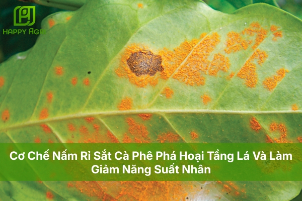 Cơ Chế Nấm Rỉ Sắt Cà Phê Phá Hoại Tầng Lá Và Làm Giảm Năng Suất Nhân