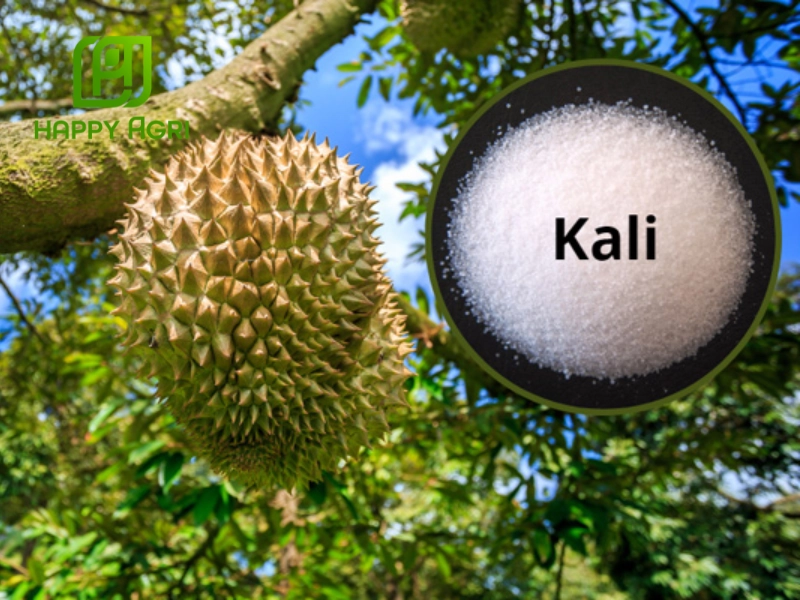 Bón kali trắng cho sầu riêng đúng cách giúp trái đạt được độ ngọt, hương thơm đặc trưng