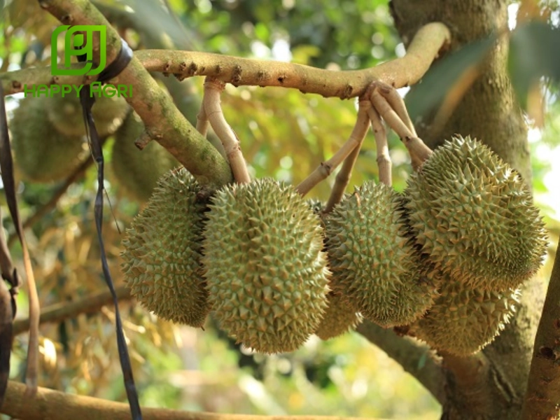 Tránh bón lân khi trời mưa lớn vì phân dễ bị rửa trôi, làm giảm hiệu quả