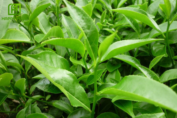 Công dụng của phân vùng SAM KAHUM Hiệu SAHA KÍCH ĐỌT – DÀY LÁ – TĂNG DIỆP LỤC