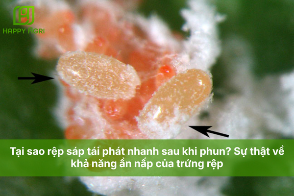 Tại sao rệp sáp tái phát nhanh sau khi phun? Sự thật về khả năng ẩn nấp của trứng rệp