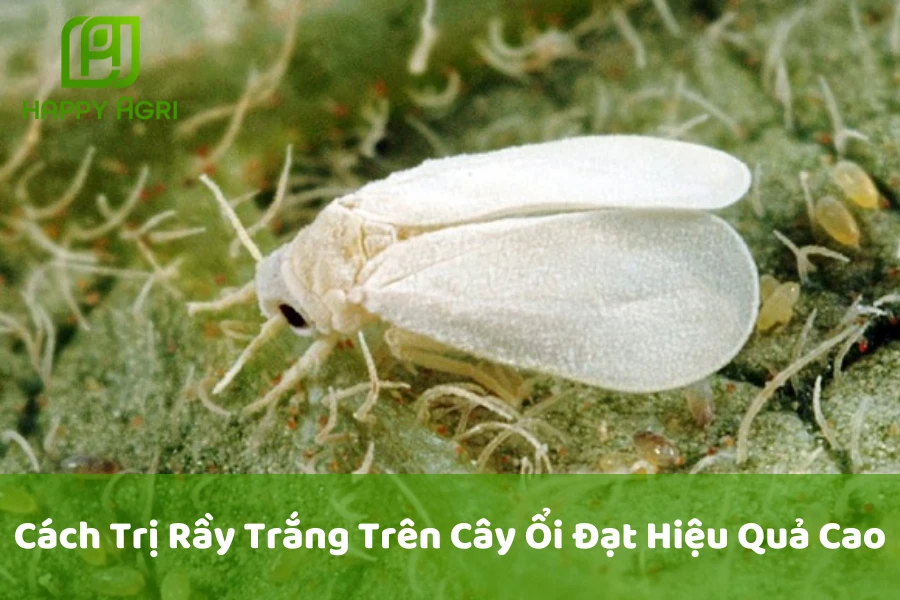 Cách Trị Rầy Trắng Trên Cây Ổi Đạt Hiệu Quả Cao