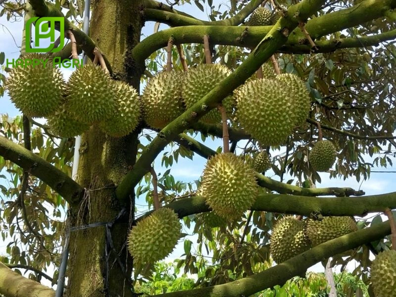 Kỹ thuật dưỡng trái sầu riêng trong giai đoạn trái lớn quyết định chất lượng cơm, độ ngọt