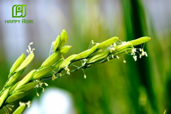 Công dụng Phân bón hỗn hợp ABC NPK 5-55-15 - Rước Đòng Trổ Thoát