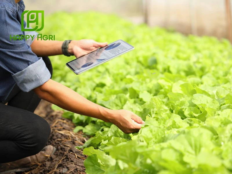 biện pháp phòng trừ sâu bệnh mùa mưa