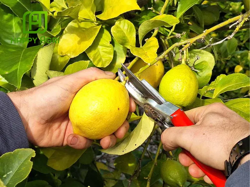 kỹ thuật trồng và chăm sóc cây có múi