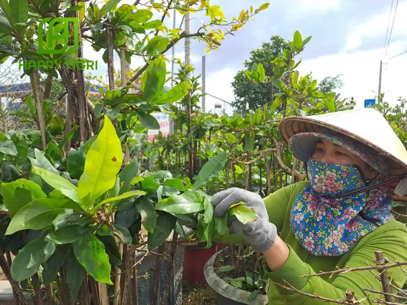 hoa mai ngày tết