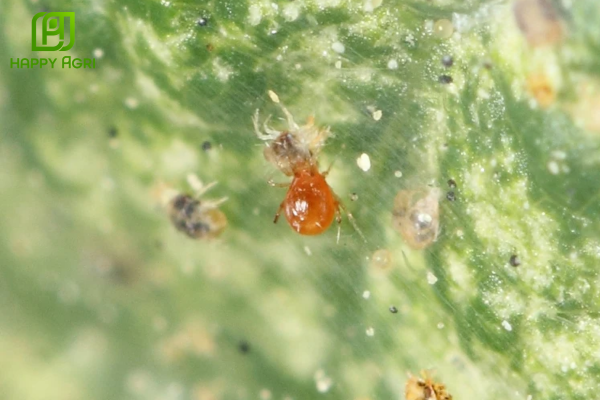  Kinh nghiệm quản lý nhện đỏ thực chiến từ Happy Agri