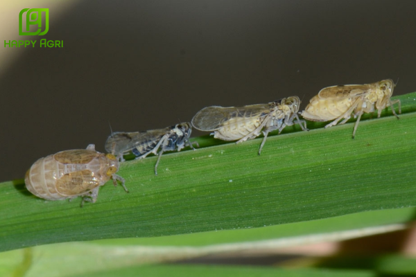 Câu hỏi thường gặp