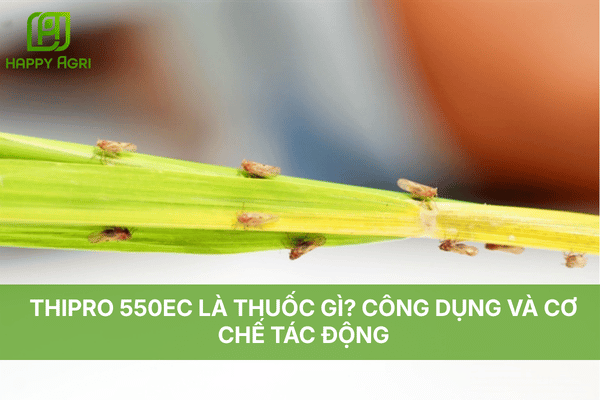 THIPRO 550EC LÀ THUỐC GÌ? CÔNG DỤNG VÀ CƠ CHẾ TÁC ĐỘNG