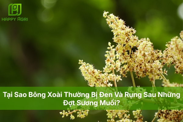 Tại Sao Bông Xoài Thường Bị Đen Và Rụng Sau Những Đợt Sương Muối?