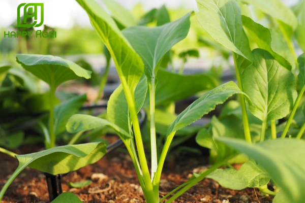 Công dụng Phân bón lá ARIPHOS ANTIRUS ABIO-01 Hiệu PK 35-24