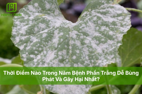 Thời Điểm Nào Trong Năm Bệnh Phấn Trắng Dễ Bùng Phát Và Gây Hại Nhất?