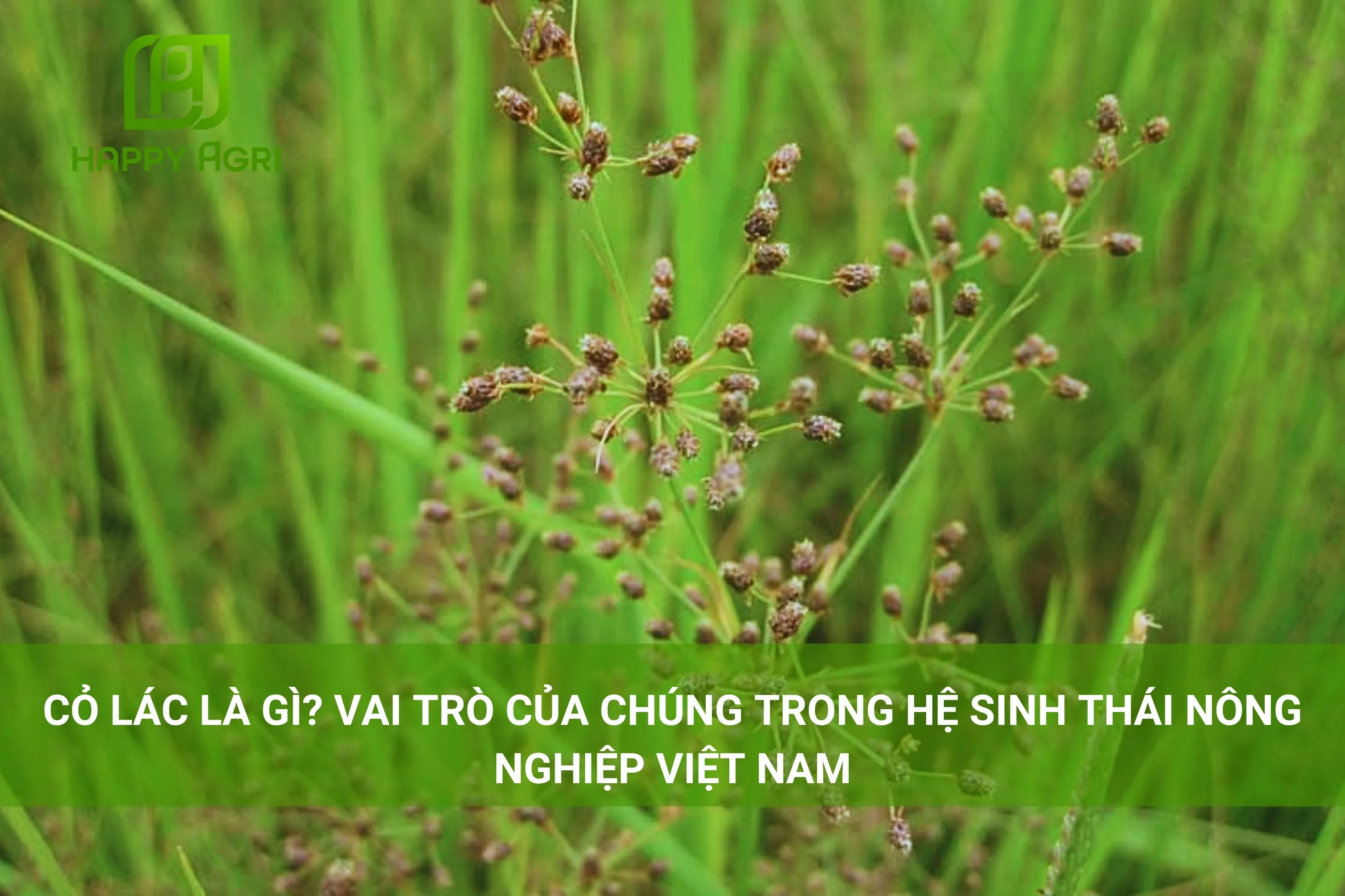 CỎ LÁC LÀ GÌ? VAI TRÒ CỦA CHÚNG TRONG HỆ SINH THÁI NÔNG NGHIỆP VIỆT NAM