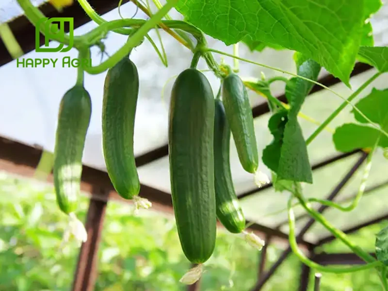 bệnh phấn trắng trên dưa leo
