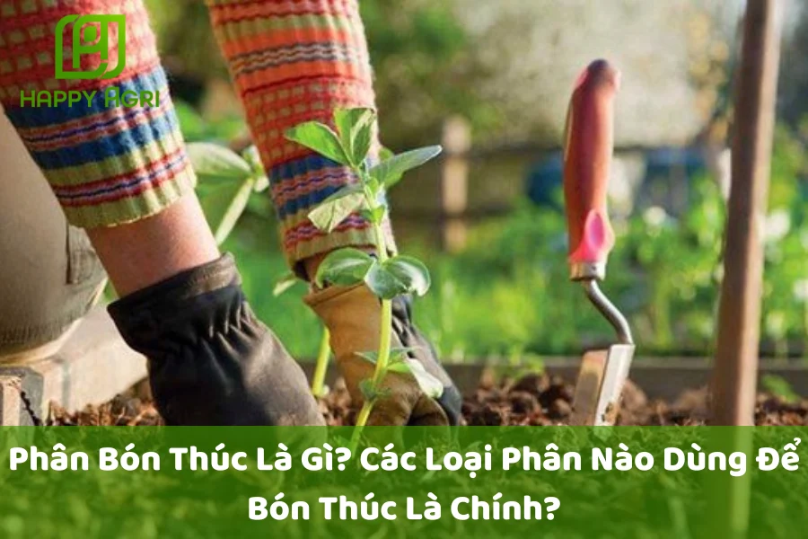 Phân Bón Thúc Là Gì? Các Loại Phân Nào Dùng Để Bón Thúc Là Chính?