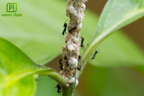 Cảnh báo hiện tượng rệp sáp kháng thuốc