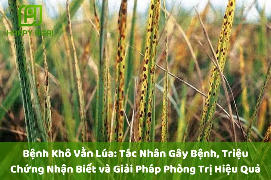 Bệnh Khô Vằn Lúa: Tác Nhân Gây Bệnh, Triệu Chứng Nhận Biết và Giải Pháp Phòng Trị Hiệu Quả