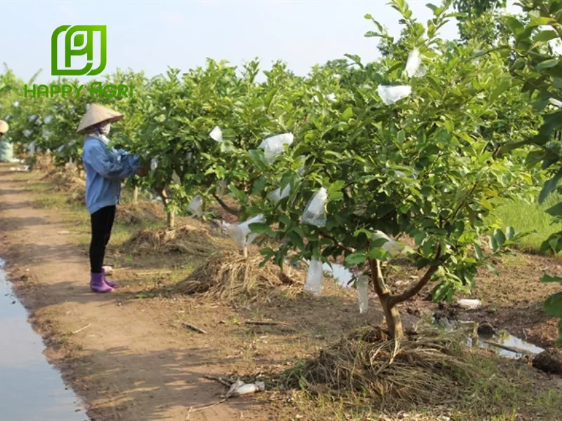 kỹ thuật trồng ổi