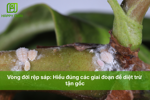 Vòng đời rệp sáp: Hiểu đúng các giai đoạn để diệt trừ tận gốc