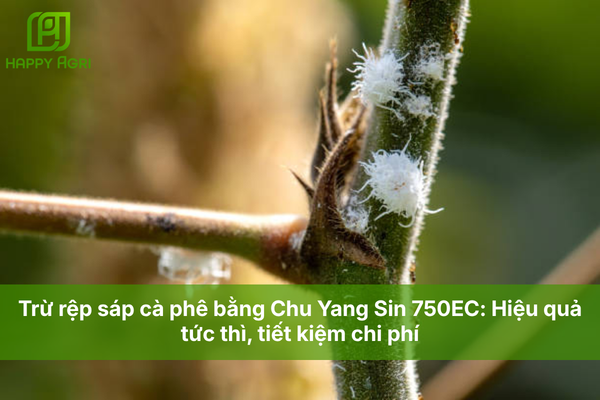 Trừ rệp sáp cà phê bằng Chu Yang Sin 750EC: Hiệu quả tức thì, tiết kiệm chi phí