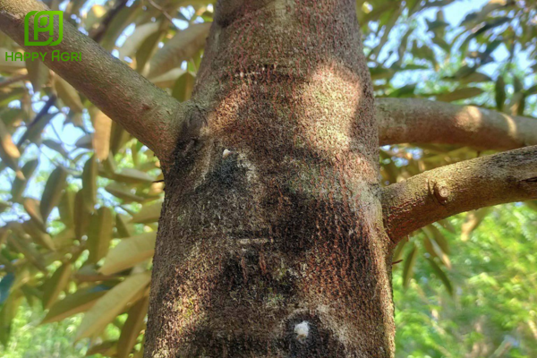 Công dụng của Thuốc trừ bệnh ACODYL 35WP Hiệu MATEXYLIN PHYTOP 700