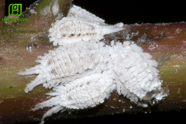  Rệp sáp là gì? Tại sao chúng thích ẩn nấp sâu trong kẽ thân? Rệp