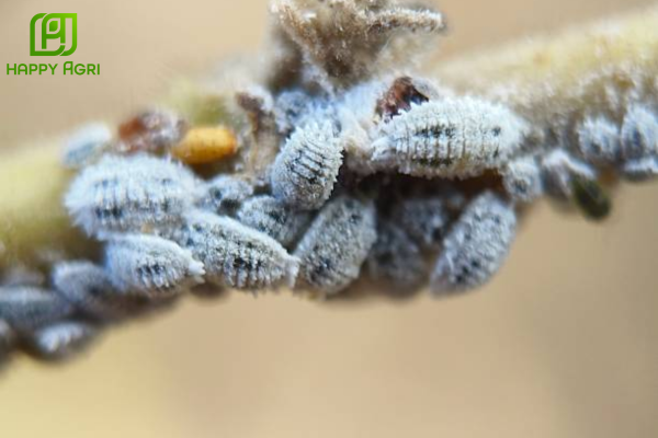 Rệp sáp là gì? Hiểm họa khôn lường với cà phê Tây Nguyên