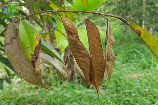 Câu hỏi thường gặp