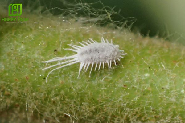 Câu hỏi thường gặp