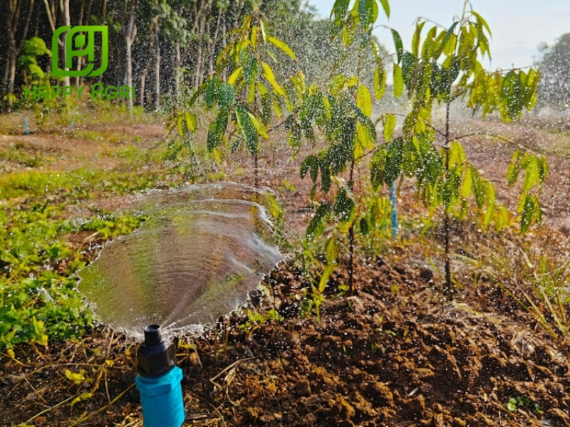 Nước và dinh dưỡng là hai yếu tố thiết yếu quyết định sự phát triển và chất lượng trái sầu riêng