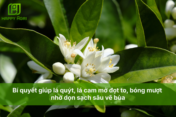 Bí quyết giúp lá quýt, lá cam mở đọt to, bóng mượt nhờ dọn sạch sâu vẽ bùa