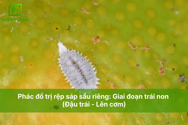 Phác đồ trị rệp sáp sầu riêng: Giai đoạn trái non (Đậu trái - Lên cơm)