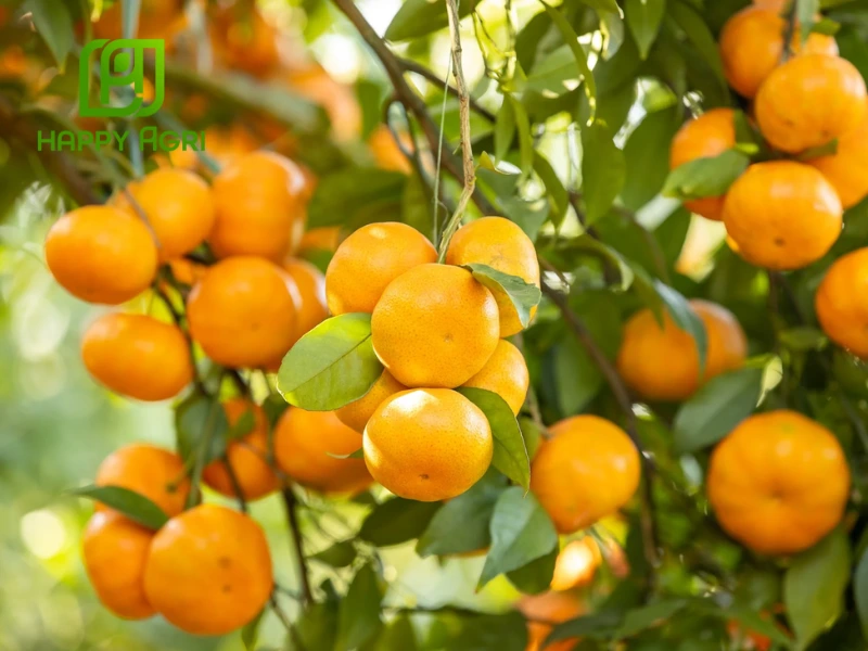 kỹ thuật trồng cây có múi
