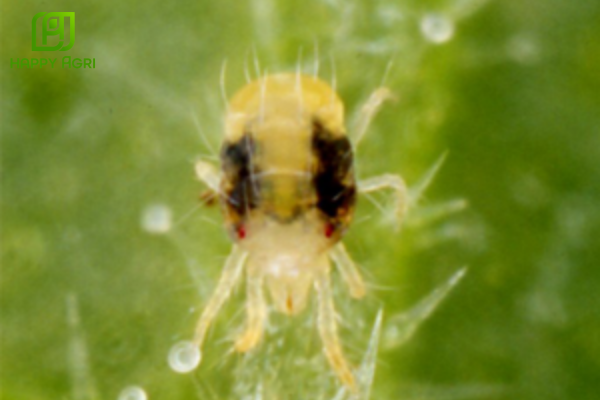 Nhận diện "sát thủ" nhện đỏ và tác hại trên cây trồng