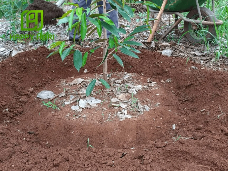 Dấu hiệu nhận biết cây sầu riêng thiếu dinh dưỡng và cách khắc phục