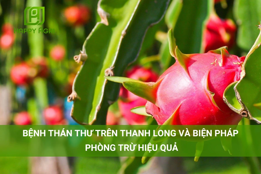 # Bệnh Thán Thư Trên Thanh Long Và Biện Pháp Phòng Trừ Hiệu Quả