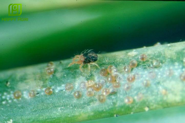 Câu hỏi thường gặp 