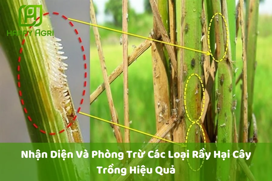 Nhận Diện Và Phòng Trừ Các Loại Rầy Hại Cây Trồng Hiệu Quả