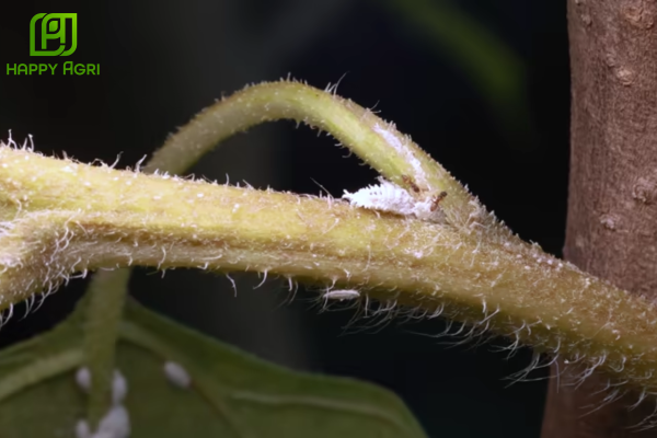 Chiến lược phòng ngừa rệp sáp lây lan tận gốc