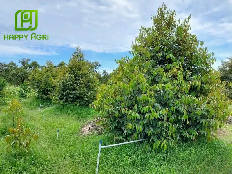cách chăm sóc sầu riêng 1 năm tuổi