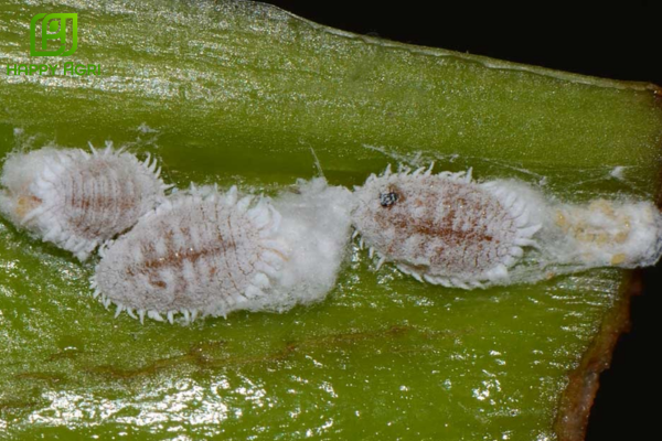 Tìm hiểu về rệp sáp và hiện tượng "đóng bánh" gây hại