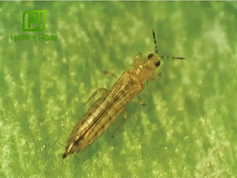 bọ trĩ hại lúa