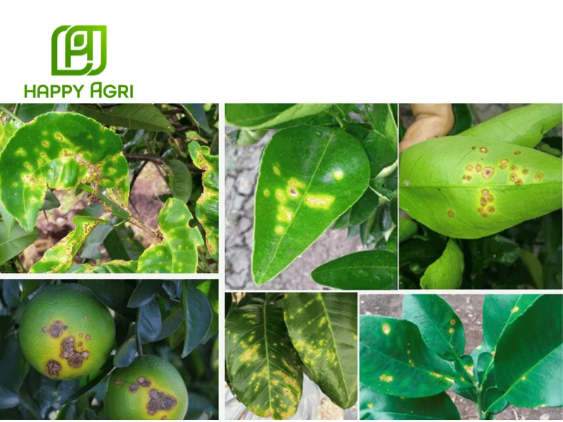 kỹ thuật trồng và chăm sóc cây có múi