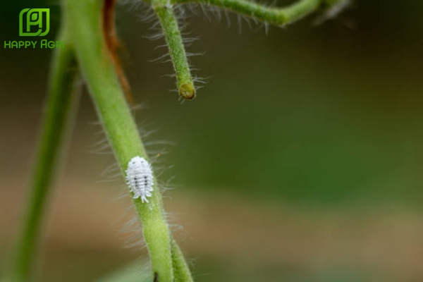  Kỹ thuật "Vàng" giúp trừ rệp sáp triệt để