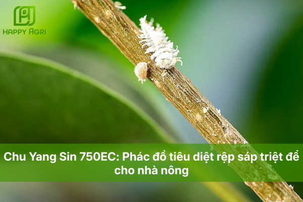 Chu Yang Sin 750EC: Phác đồ tiêu diệt rệp sáp triệt để cho nhà nông
