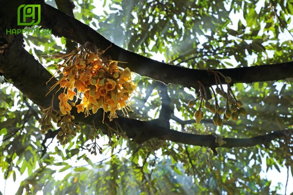 Công dụng Phân bón SUPERPHOSPHATE KÉP HI-TECH Hiệu VỌT HOA VƯƠNG PK 0-68-5